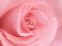 pink rose flikr.com:google.jpg